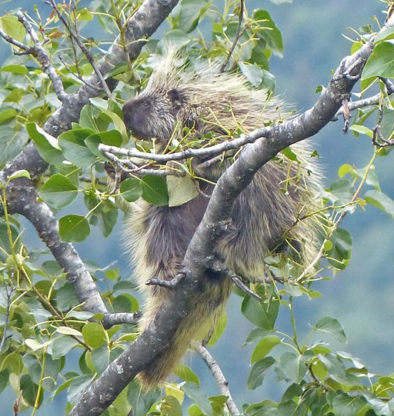 porcupine-eating-cottonwood-leaves_1406070914