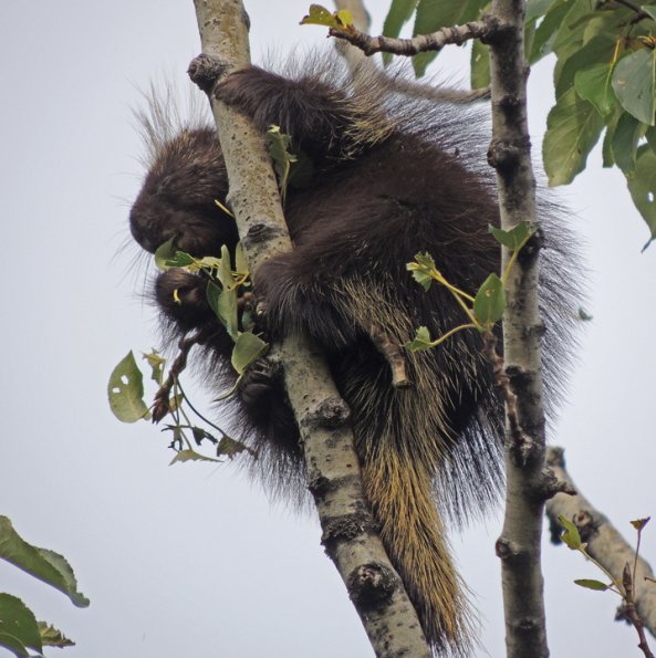 porcupine-eating-cottonwood-leaves