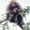 porcupine