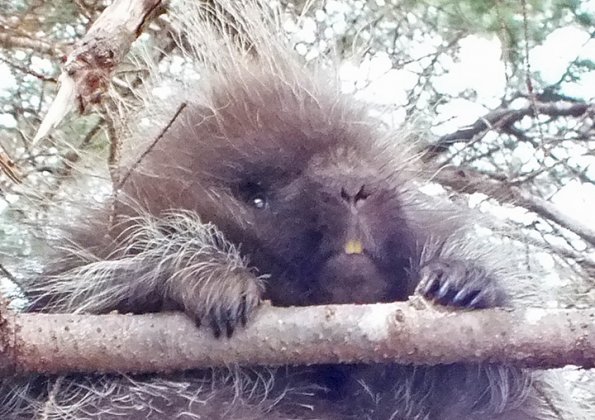 porcupine-face
