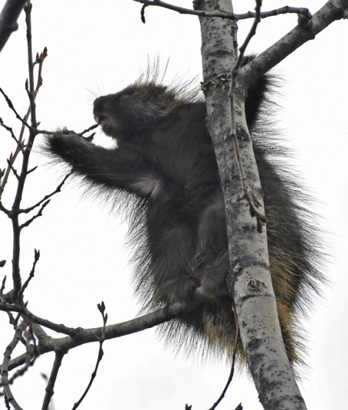 porcupine-feeding-on-cottonwood-buds-2
