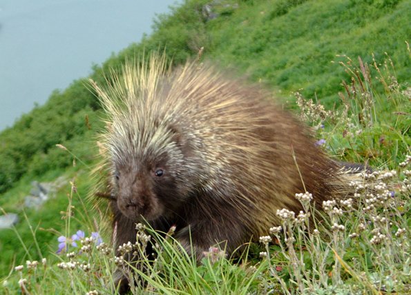 porcupine-in-alpine