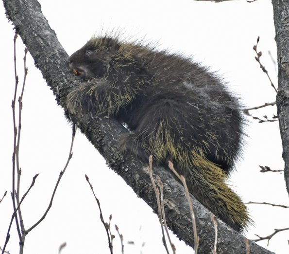 porcupine-in-cottonwood-tree