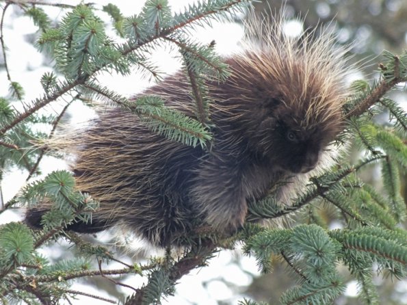 porcupine-in-spruce-tree