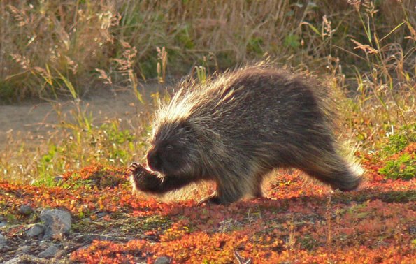porcupine-in-the-alpine