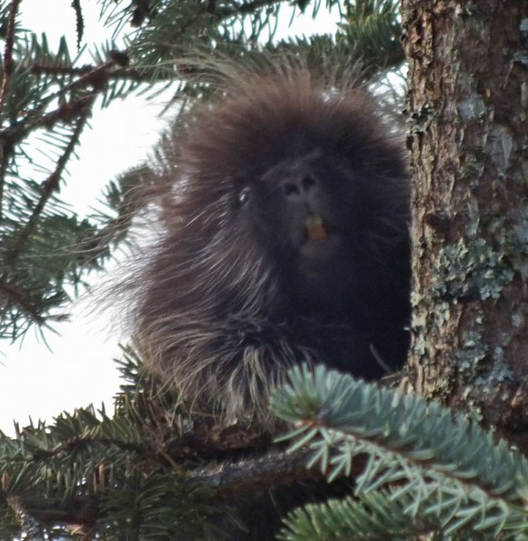 porcupine-in-tree_1325697480
