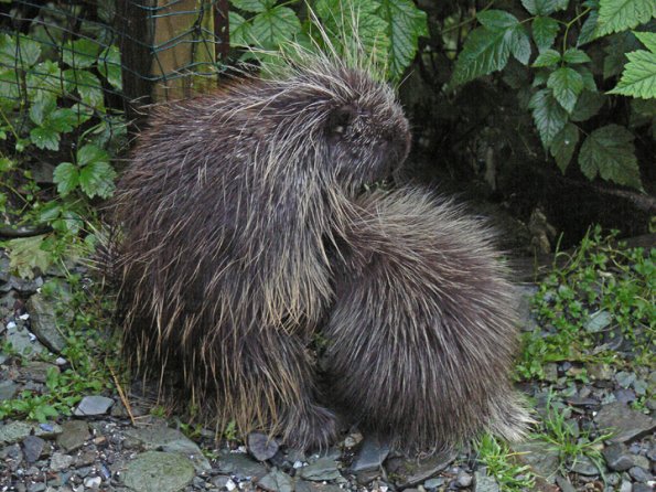 porcupine-nursing-modified