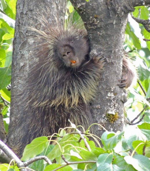 porcupine-taking-a-snooze