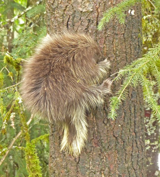 porcupine-youngster-decending-sitka-spruce-tree