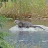 River-Otter-at-1600-ISO-800-mm-intelligent-zoom-and-cropped