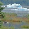 River-Otter-at-Mendenhall-Glacier-area