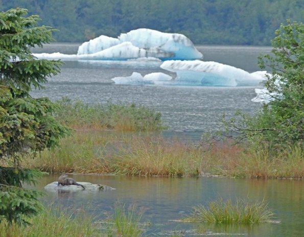 River-Otter-at-Mendenhall-Glacier-area