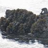 river otter eating fish on rock