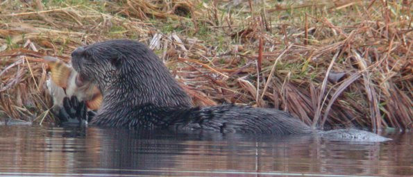 River Otter, eating staghorn sculpin, Juneau
