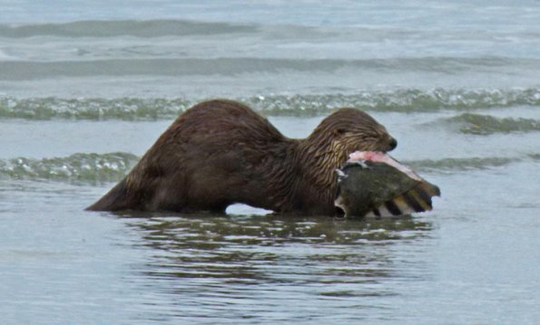 River Otter eating starry flounder