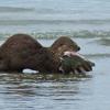River Otter eating starry flounder