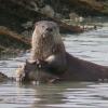 River Otter feeding on Starry Flounder 2