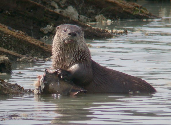 River Otter feeding on Starry Flounder 2