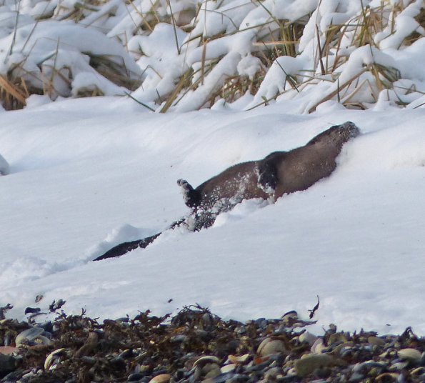 river-otter-in-snow-1
