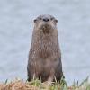River Otter looking