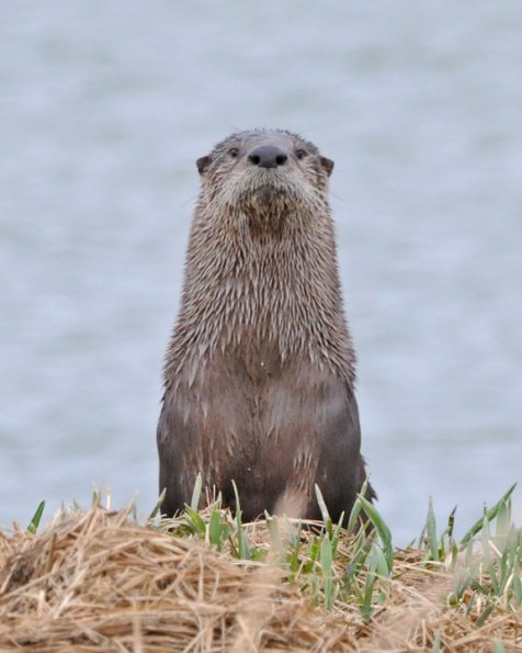 River Otter looking
