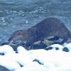 river otter on a snowy day