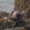 river otter on shore