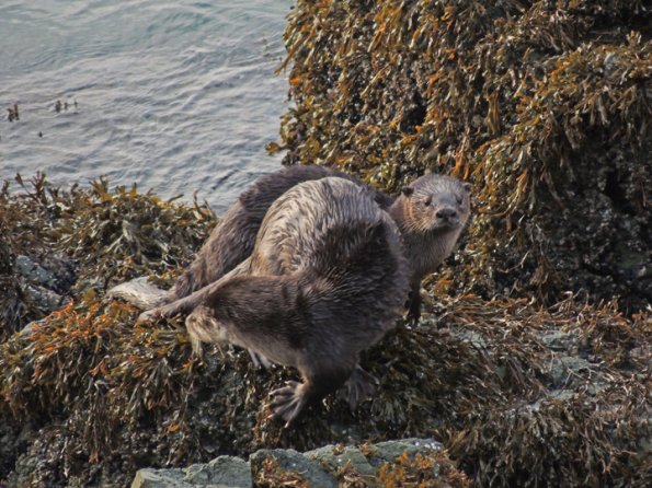 river-otter-on-shore