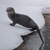 river otter on snow