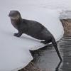 river-otter-on-snow