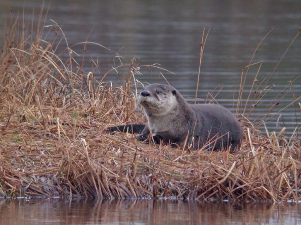 river-otter-portrait-juneau