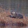 River Otter, portrait, Juneau