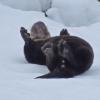 River Otters