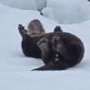 river-otter-rolling-in-snow