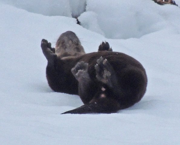river-otter-rolling-in-snow