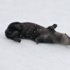 river otter rolling in the snow 2