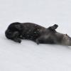 river-otter-rolling-in-the-snow-2