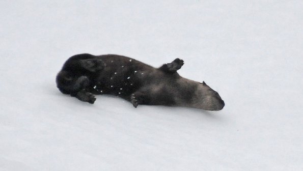 river-otter-rolling-in-the-snow-2