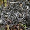 River Otter, scat showing three-spine stickleback spines, Juneau