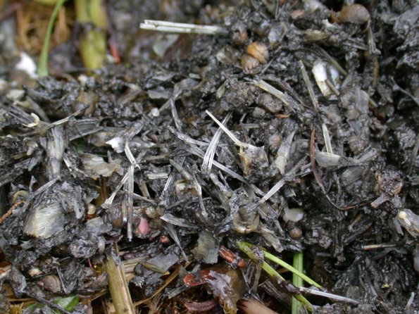 River Otter, scat showing three-spine stickleback spines, Juneau