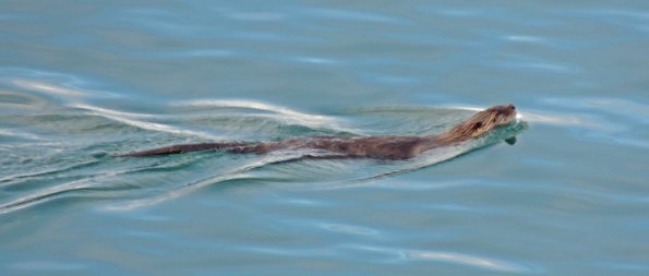 river-otter-swimming