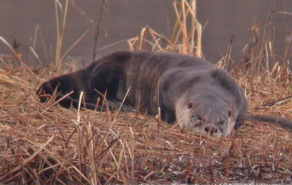 River Otter, taking a snooze, Juneau