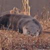 River Otter, taking a snooze, Juneau