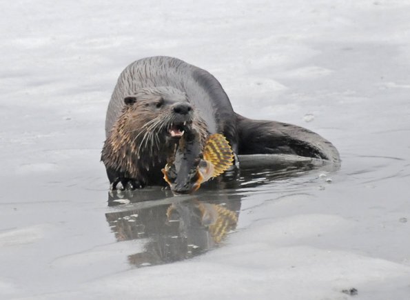 River Otter, with staghorn sculpin showing horns