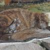 River Otter, young, asleep sucking tail