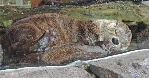 river-otter-young-asleep-sucking-tail