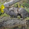 river-otters-mating