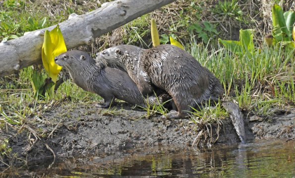 River Otters mating