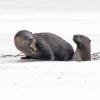 river-otters-one-with-sculpin
