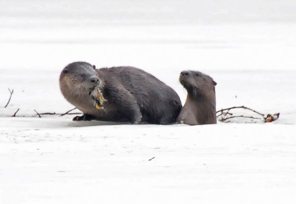River Otters, one with sculpin